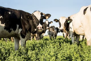 Rusia y Ucrania: la guerra impactó de lleno en los costos de la producción lechera