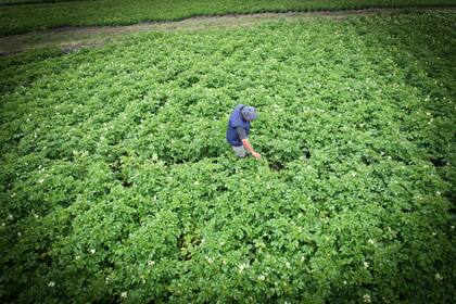 McDonald's refuerza su compromiso con las economías regionales y productores locales, apostando a la industria nacional.
