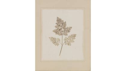 "Leaf of a Plant"