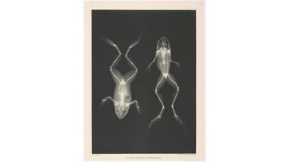"Frösche in Bauch und Rückenlage" (Ranas en la posición abdomen y la espalda)