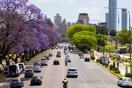 Su floración sobre ramas todavía desnudas es una de las postales más reconocibles de la primavera argentina