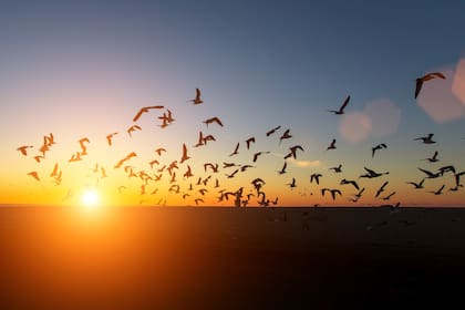 Me pregunté qué vería en realidad con sus ojos graves y asombrados cuando miraba la bandada de aves el cielo del atardecer