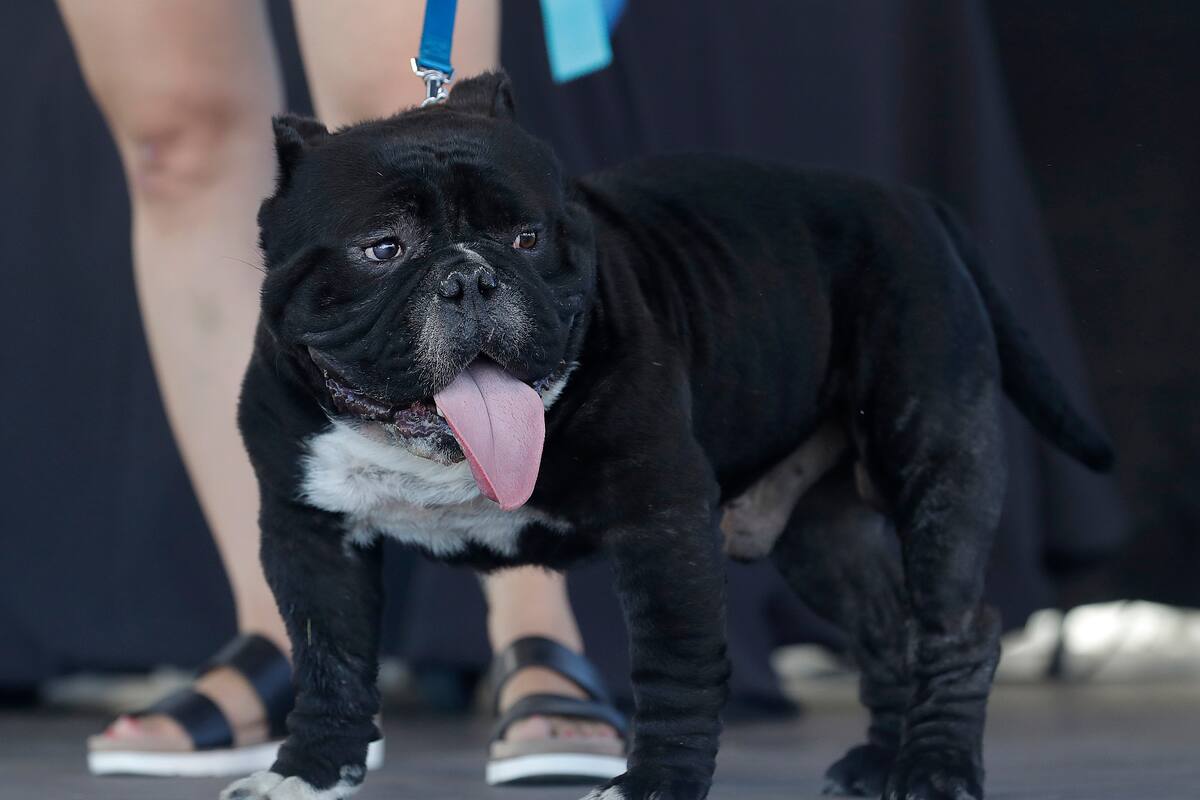 Meatloaf, otro bulldog que participó del concurso