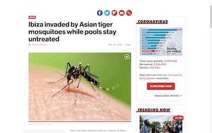 Medios alertan por una invasión de mosquito tigre