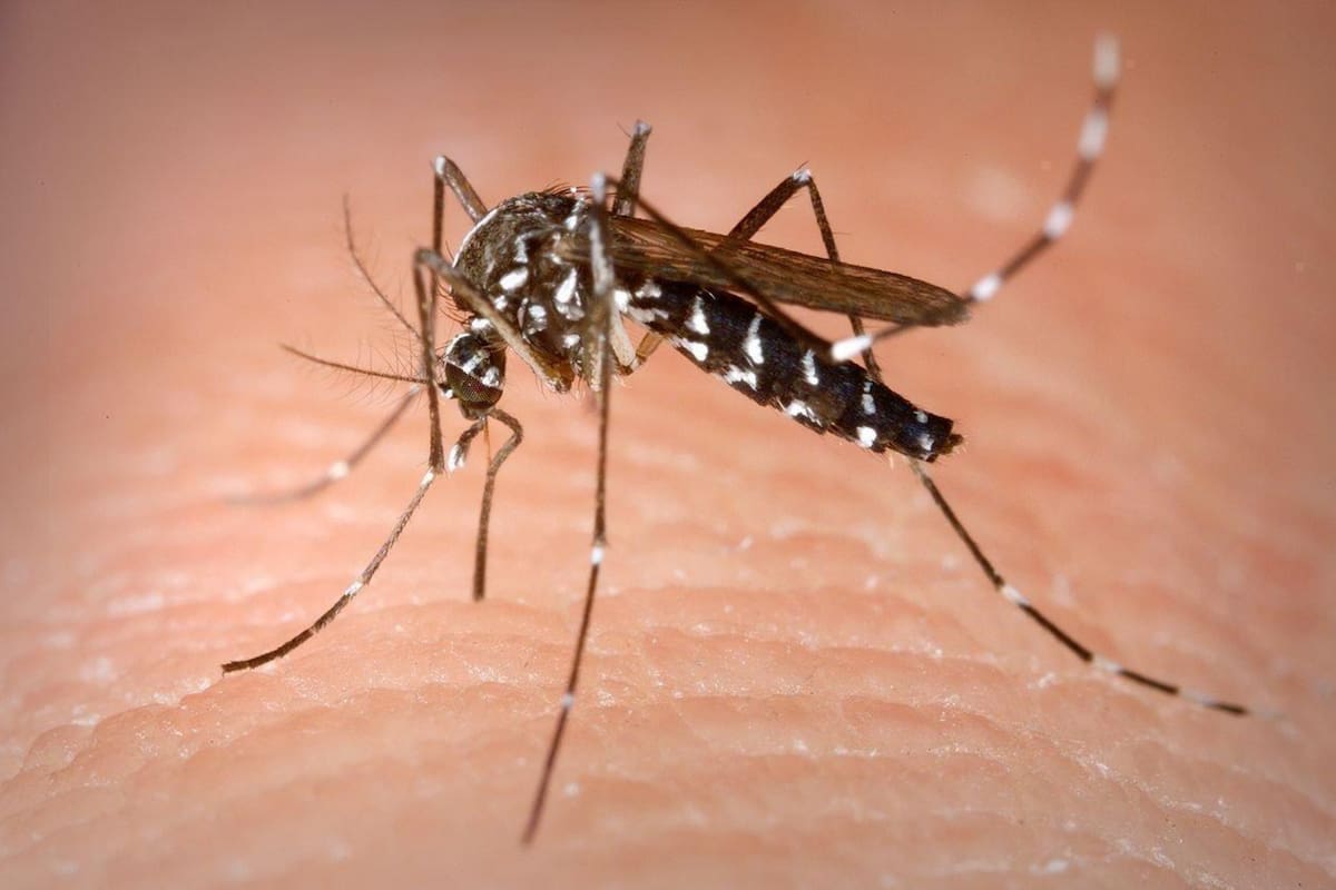 Medios alertan por una invasión de mosquito tigre en Ibiza, que sería cuatro veces más grande y transmitiría 22 enfermedades