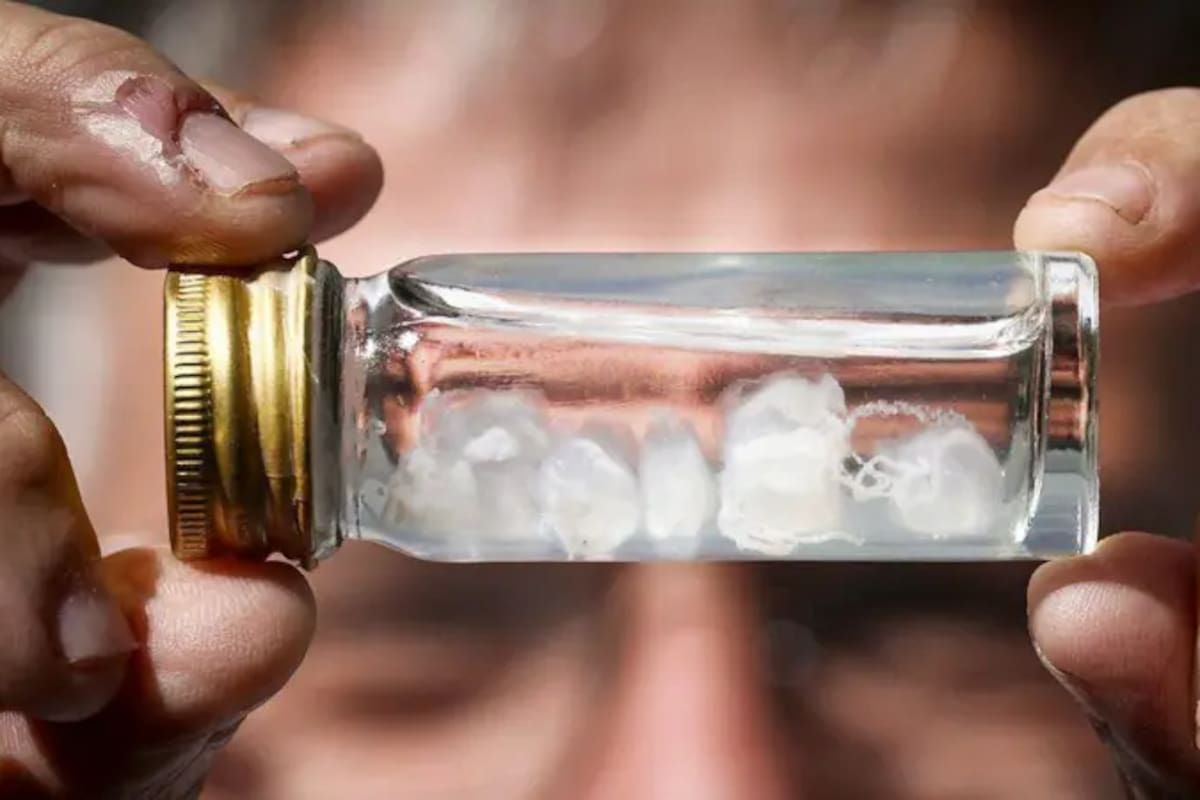 Medusa Irukandji en un frasquito