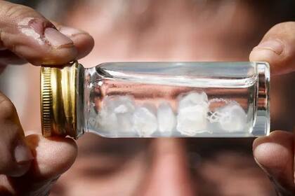 Medusa Irukandji en un frasquito