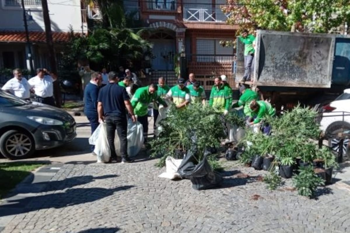 Mega operativo para decomisar más de mil plantas de marihuana de una empresa ocultas en una casa en San Isidro