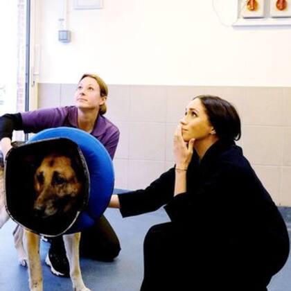 Meghan Markle perdió el patrocinio de una organización benéfica protectora de animales
