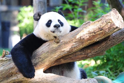 Mei Xang es una osa panda gigante