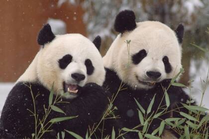 Mei Xiang y Tian Tian llegaron al Zoológico de Washington en 2000 con un préstamo inicial a 10 años que ha sido renovado más de una vez