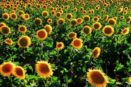 Mejoran los precios para el girasol