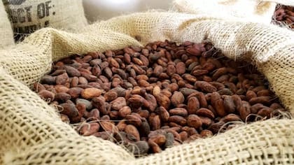 Mejorar el sabor de los granos puede aumentar los ingresos de un agricultor