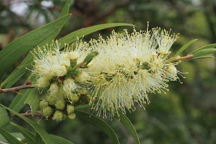 Melaleuca armillaris, conocida como Melaleuca. Es un arbusto de follaje perenne que se mueve mansamente con el viento y lo resiste cuando crece fuertes en suelos adecuados. Combinan rusticidad y elegancia.