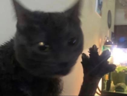 Meme del gato en 2021 que dio origen a la tendencia de hoy en TikTok (Foto: Captura)