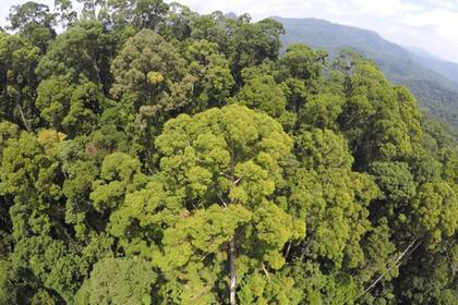 El árbol fue detectado con la técnica LIDAR, que usa pulsos de láser para estimar la altura de los árboles