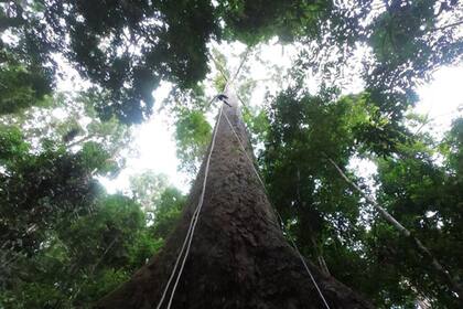 Menara significa "torre" en el idioma local. El árbol mide 100,8 metros