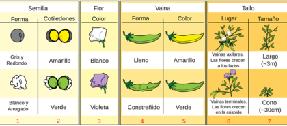 Mendel comenzó separando las plantas que producían guisantes arrugados de los lisos y brillantes