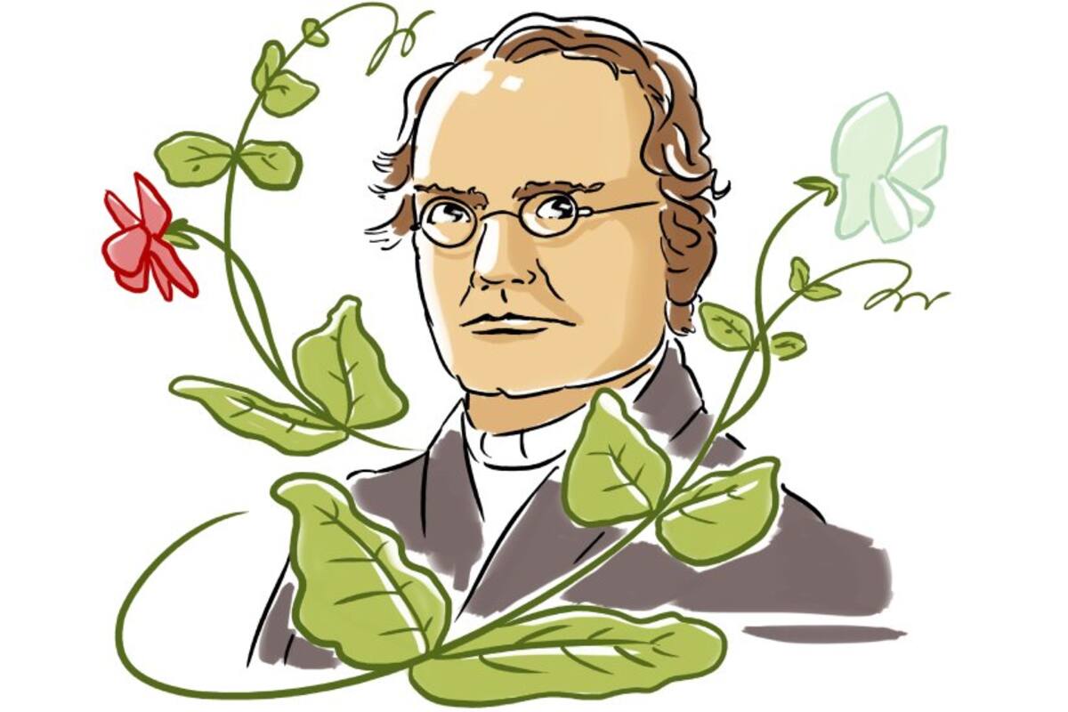 Mendel reveló las leyes estadísticas de la herencia y postuló la existencia de una unidad de la herencia que ahora se llama gen