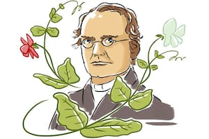 Mendel reveló las leyes estadísticas de la herencia y postuló la existencia de una unidad de la herencia que ahora se llama gen