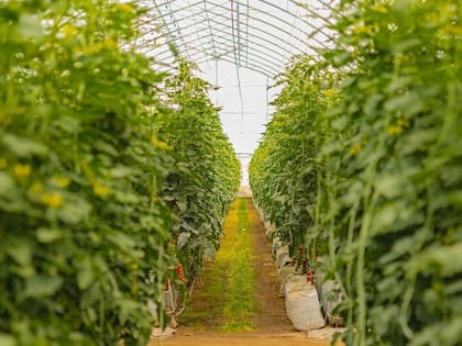 Mendoza apuesta a diversificar la producción