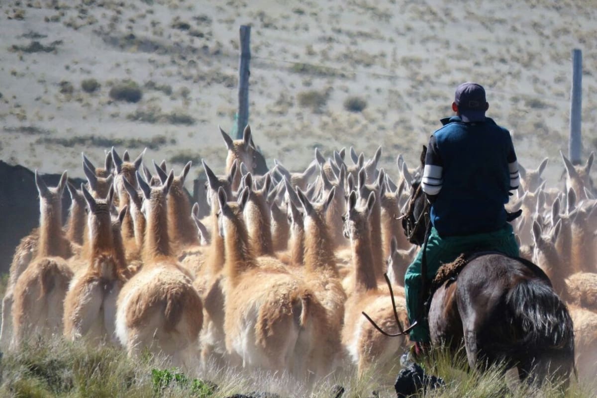 Mendoza apunta más a la esquila y a la comercialización controlada de los subproductos, como la lana, sin acabar con la vida del animal, y menos aún, vender su carne, como ocurre en el sur del país.