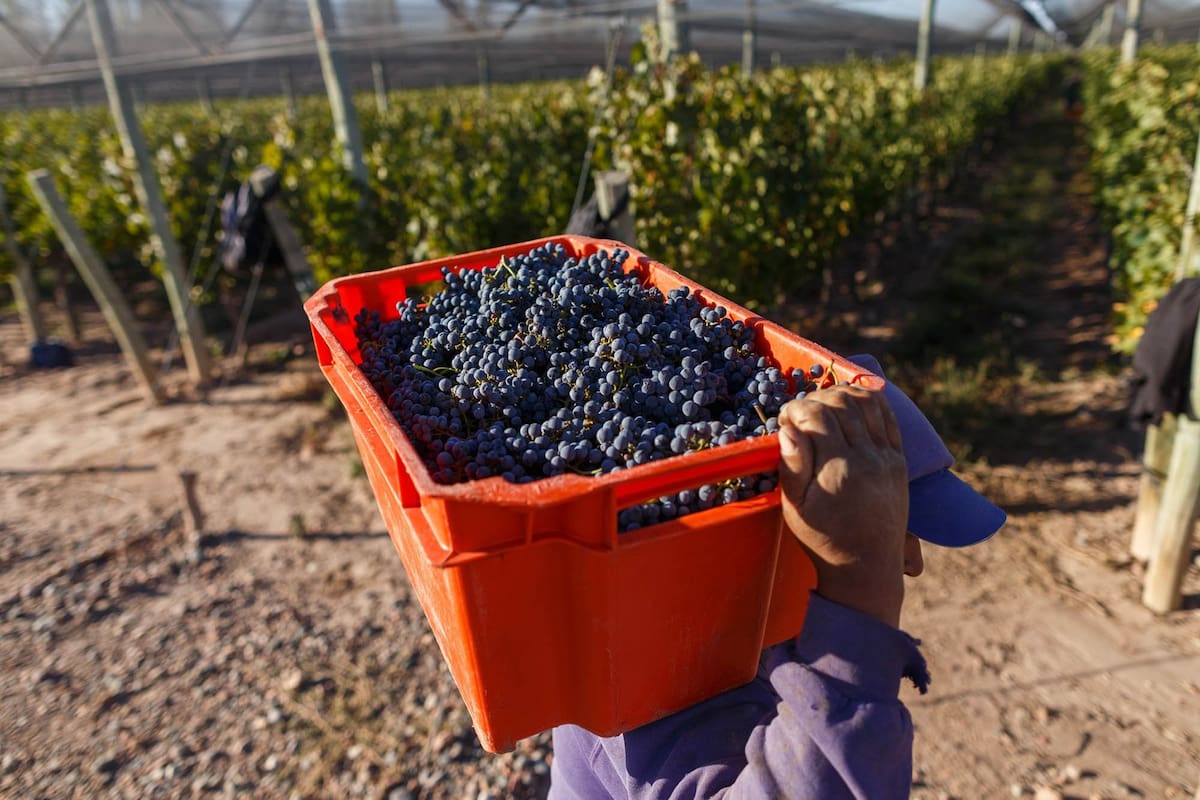 Mendoza - Productores e ingenieros auguran una buena vendimia. Para el 2018 se prevé un aumento del volumen de cosecha de vid. La uva ser'a de mejor calidad, favoreciendo la calidad de los vinos.
Friday_ 29_03_2018
Foto Marcelo Aguilar
