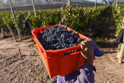 Mendoza - Productores e ingenieros auguran una buena vendimia. Para el 2018 se prevé un aumento del volumen de cosecha de vid. La uva ser'a de mejor calidad, favoreciendo la calidad de los vinos.
Friday_ 29_03_2018
Foto Marcelo Aguilar