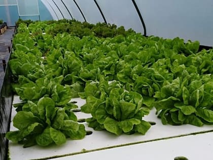 Mendoza se posiciona actualmente como una de las principales provincias productoras y con mayor potencial y dinamismo para el desarrollo del sector en el país, ocupando el tercer lugar con una superficie instalada de 18.650 metros cuadrados, por detrás de Buenos Aires, con 33.850 metros cuadrados, y Córdoba, con 28.750 metros cuadrados