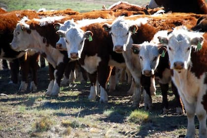 Mendoza tiene más de 470.000 cabezas vacunas