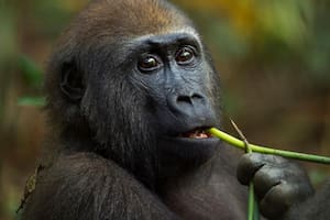Menos de 150.000 gorilas occidentales de tierras bajas sobreviven en estado salvaje en África central y occidental
