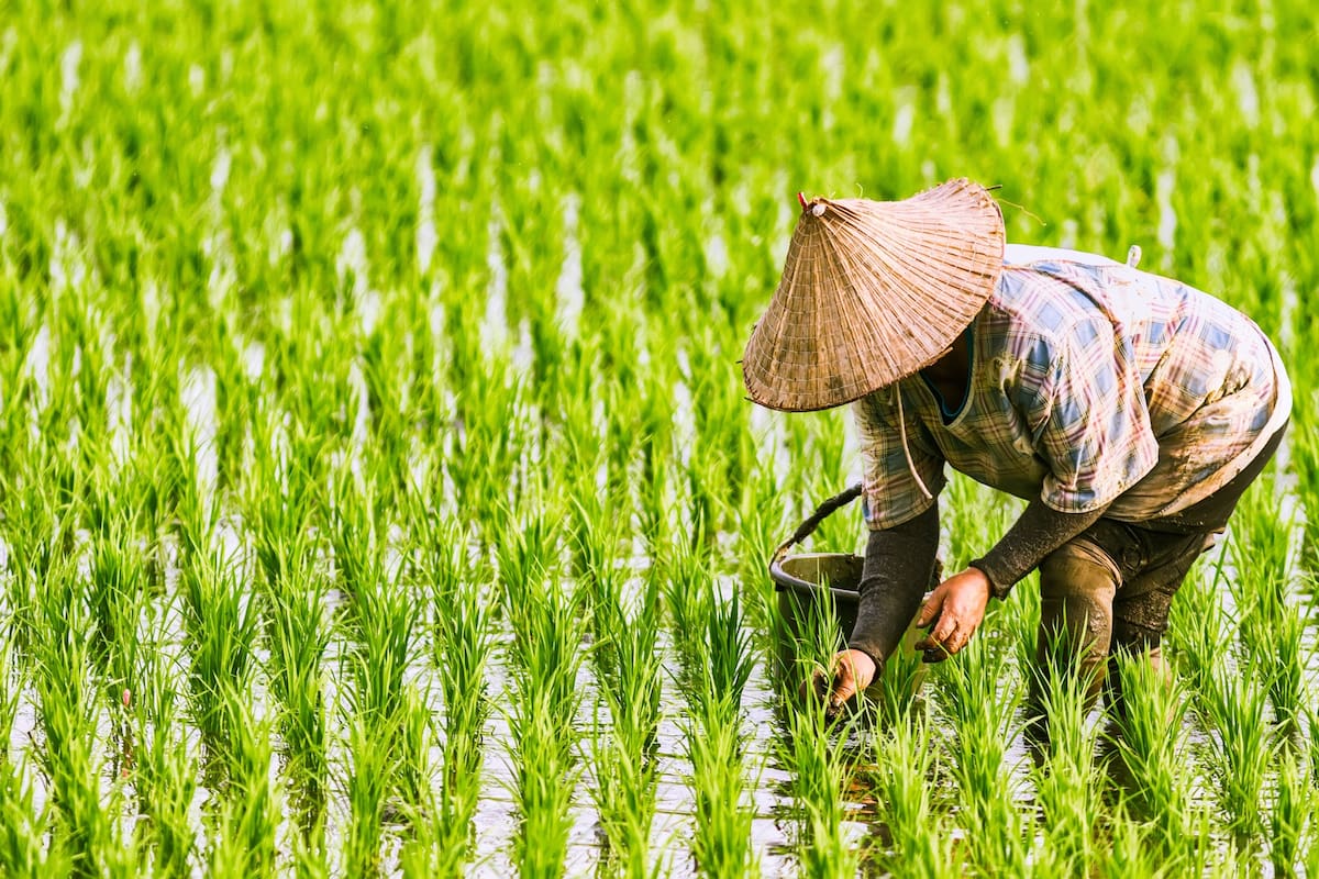 Menos hambre en los países emergentes