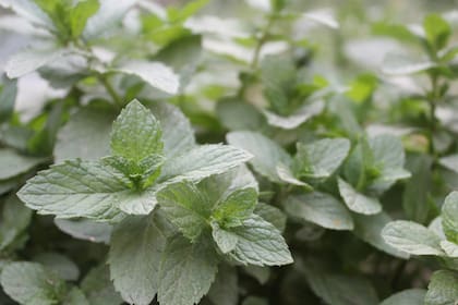 Menta: el ingrediente que redefine el clásico ritual y suma un plus de energía