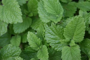 Menta para darle frescura a la bebida