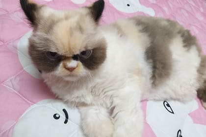 Meow Meow, el nuevo "Grumpy Cat", con mirada malévola.