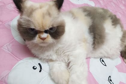 Meow Meow, el nuevo "Grumpy Cat", con mirada malévola.