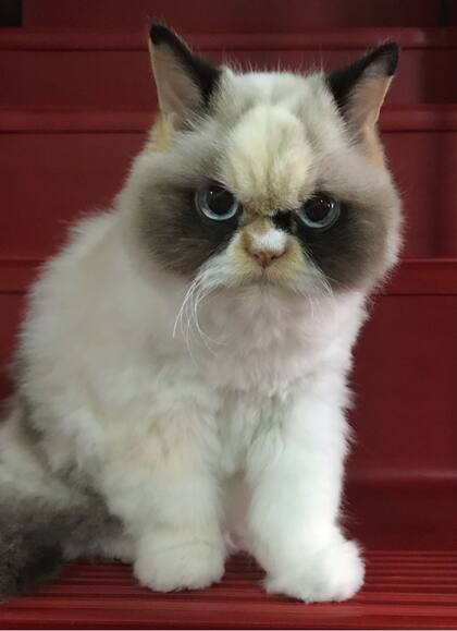 Meow Meow tiene una mancha con forma de antifaz.