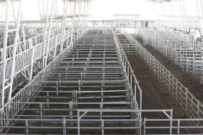 El Mercado Agroganadero (MAG) de Cañuelas tuvo un ingreso mínimo de hacienda: 224 animales