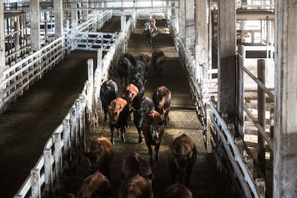 Para los productores ganaderos las restricciones a las exportaciones implican una pérdida de $6500 millones por mes