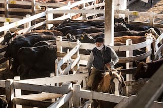 Mercado de Liniers: subas para la hacienda especial
