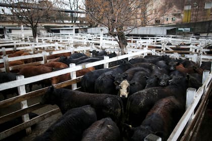 Mercado de hacienda de Liniers, 23/8/19