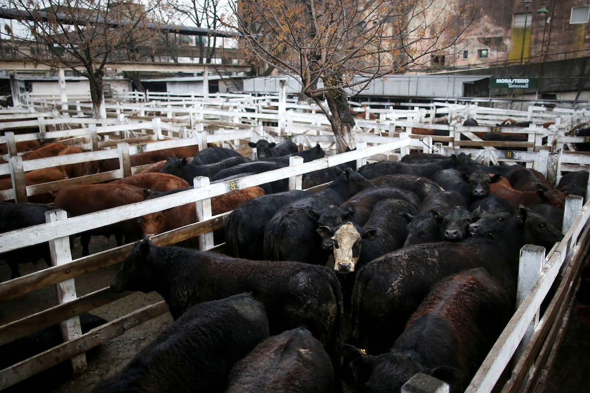 Mercado de hacienda de Liniers, 23/8/19