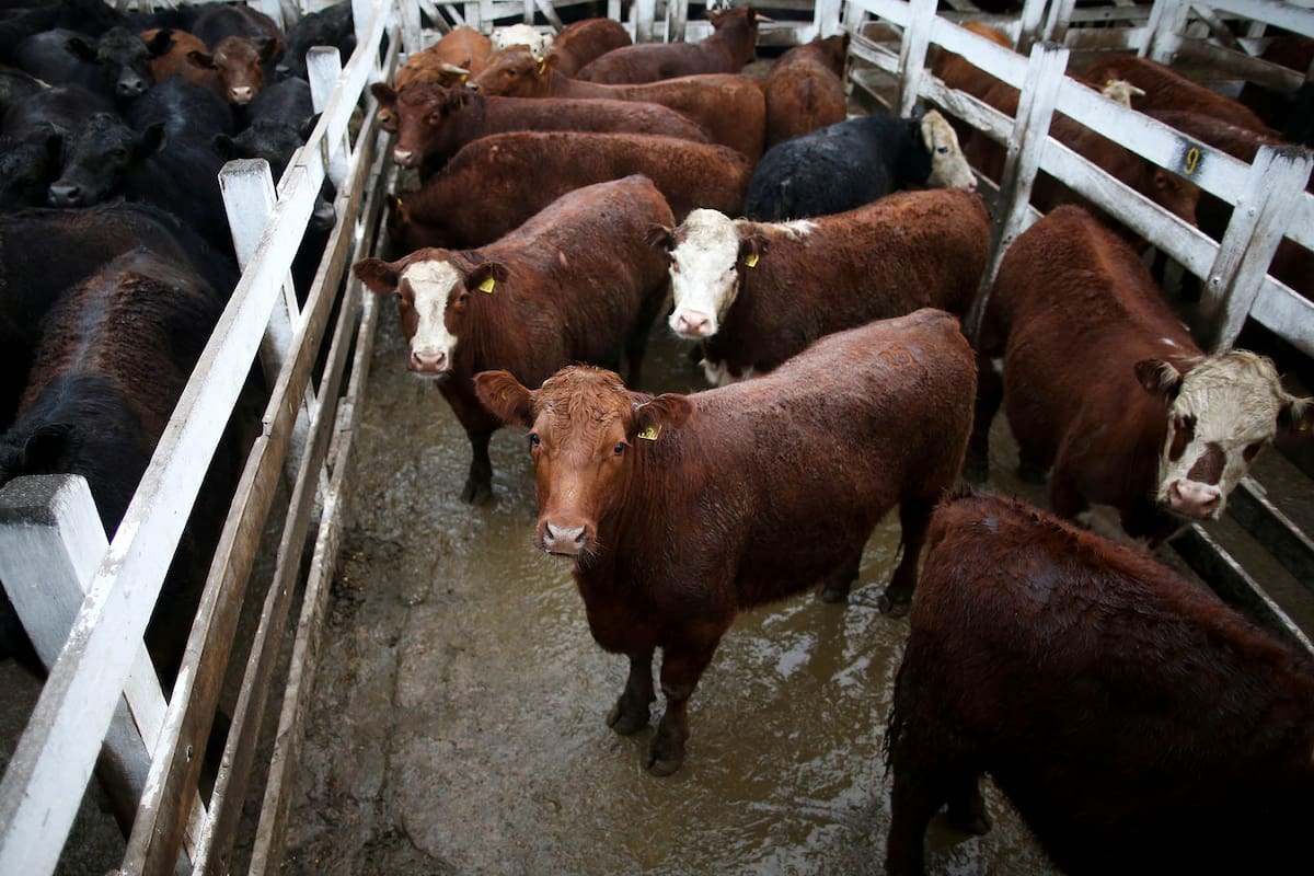 Mercado de hacienda de Liniers, 23/8/19