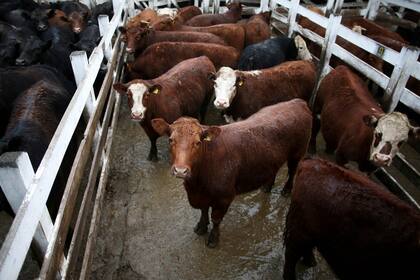 Mercado de hacienda de Liniers, 23/8/19