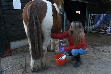 Mercedes limpia los genitales de los caballos.