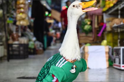 Merlín, el pato de la suerte de la selección de México en el Mundial, ya se había hecho famoso por vender agua embotellada, según el relato de su dueña