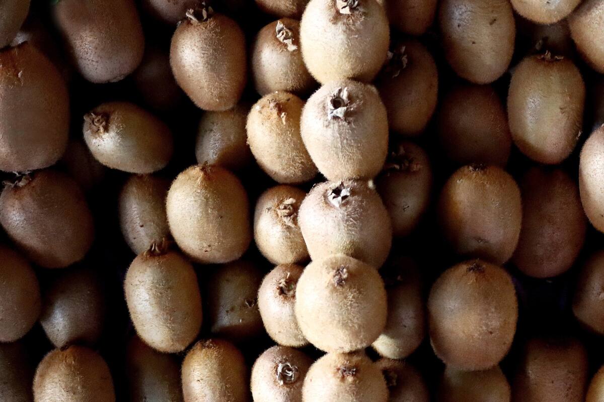 MERSIN, TURKEY - JANUARY 18: Kiwi fruits are seen in Mersin, Turkey on Janaury 18, 2021. Mersin, which made 653 million USD of the total 2,7 billion USD of fresh fruit and vegetable export last year, became the city with the most foreign sales in Turkey. (Photo by Serkan Avci/Anadolu Agency via Getty Images)
EXPORTACION XX