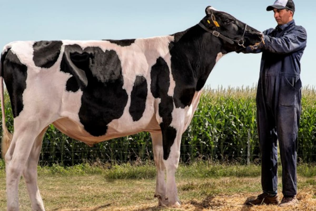 "Messi", el embrión importado desde Canadá, cumplirá dos años el próximo 7 de octubre