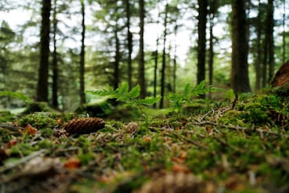 Los suelos están llenos de bacterias que absorben metano y lo descomponen para utilizarlo como energía.