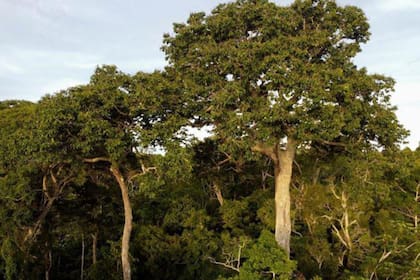 Metano; árboles; bosques; BBC; BBC Mundo; medio Ambiente; Cambio Climático